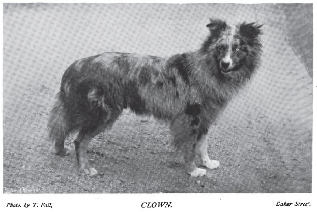 1898_collie_barwellclown