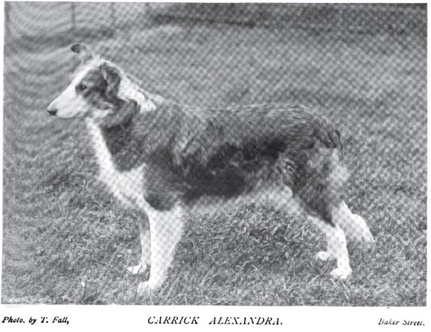 1898_collie_carrickalexandra