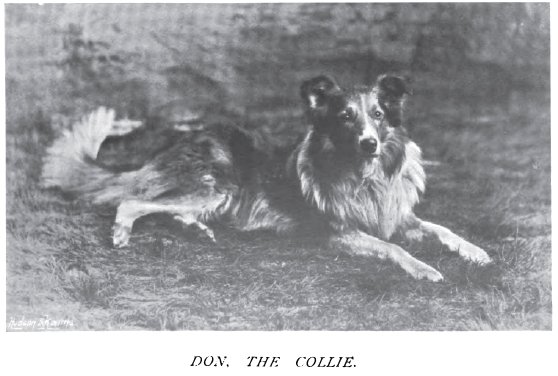 1898_collie_don