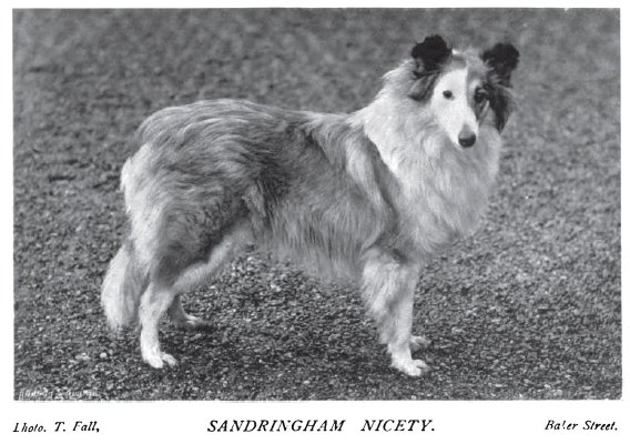 1898_collie_nicety