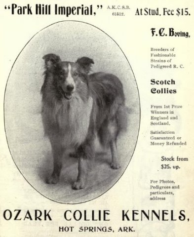 1902_collie