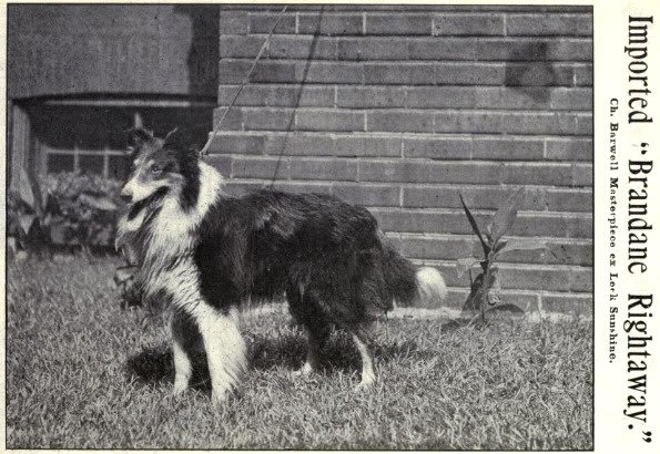 1902_collie2