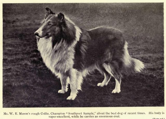 1910roughcollie