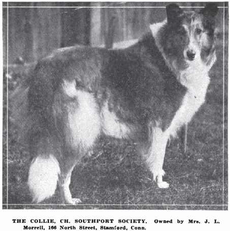 1917_roughcollie